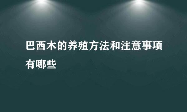 巴西木的养殖方法和注意事项有哪些