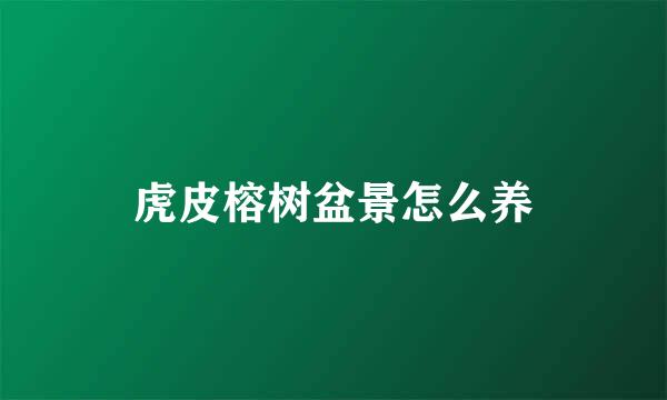 虎皮榕树盆景怎么养