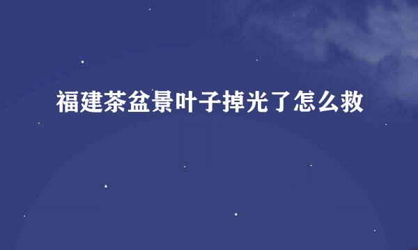 福建茶盆景叶子掉光了怎么救