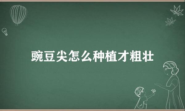 豌豆尖怎么种植才粗壮