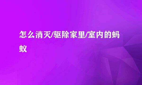 怎么消灭/驱除家里/室内的蚂蚁