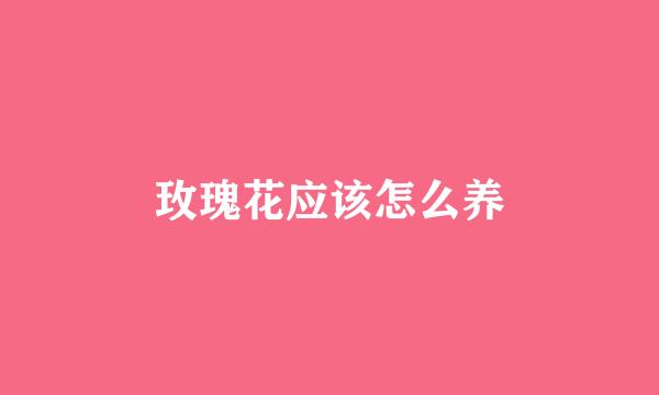 玫瑰花应该怎么养