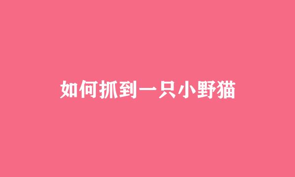 如何抓到一只小野猫